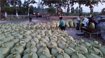 200噸飼料棗、爛棗、棗皮批發 樂陵市海豐飼料原料銷售中心價格優勢與產品實拍